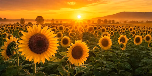 Breathe. Bloom. Be. Yoga In The Sunflowers