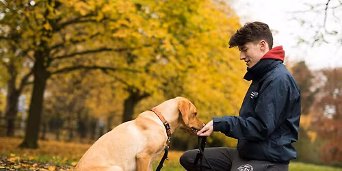 Dog strays in the UK: how good is our care?