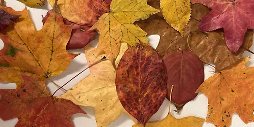 Fall Leaves Craft @ Ten Thousand Villages!