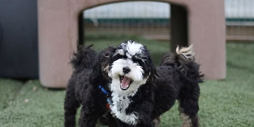 Drop In - Puppy Play & Socialization