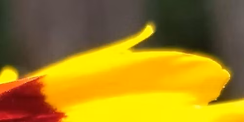 November Bee Meeting