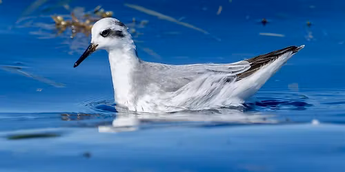 Palm Beach Pelagics 11\/16\/2025