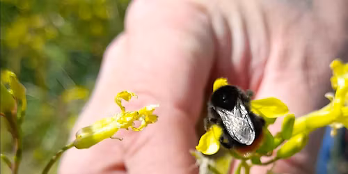 Pollinator survey at Larkholme grassland