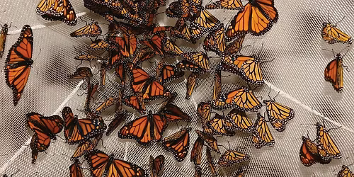 Monarch Madness: Fall Migration