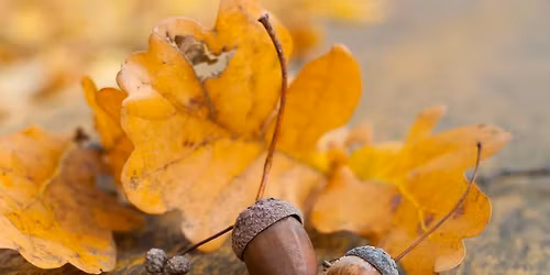 Discovery Stories: Oaks and Acorns