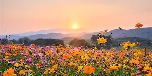 Tea and Tour of Willow Farm with Susan