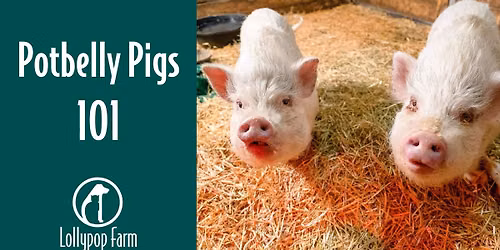 Potbelly Pigs 101
