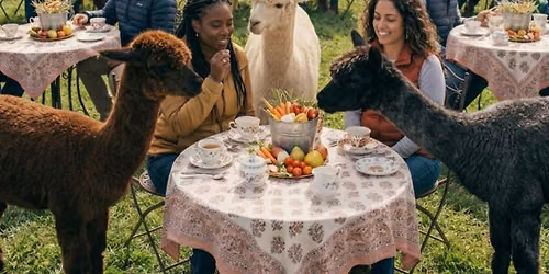 Spill the Tea with Alpacas