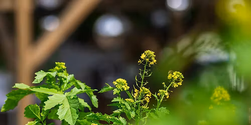 Cr\u00e9er des empreintes v\u00e9g\u00e9tales