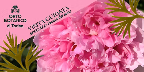 VISITA GUIDATA ORTO BOTANICO DI TORINO La pianta del mese