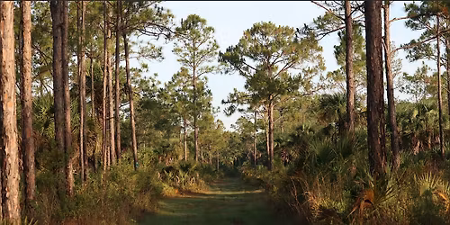 Guided Walk: CREW Cypress Dome Trails (Yellow\/Green Trail)