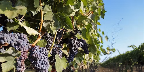 Noceto Wine Tasting