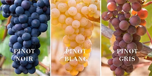 Class in a Glass of Pinot - Wine Comparative Tasting - Explore Series