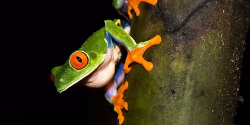 Burpee 2025 Homeschool Enrichment: WK#7 Herpetology