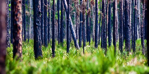FIELD TRIP: Three Lakes Wildlife Management Area