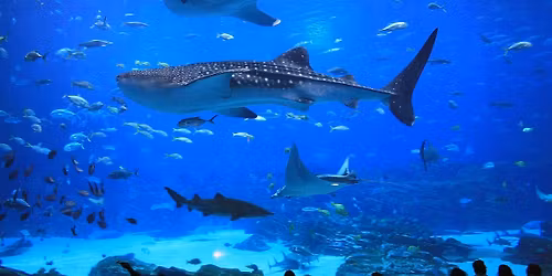 Dive with the Whale Sharks!