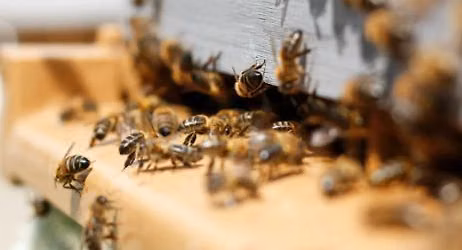Exploratory Beekeeping