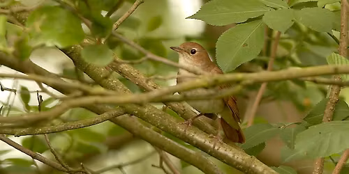 Bioblitz: Vroegochtendtocht in de Fondatie van Boudelo