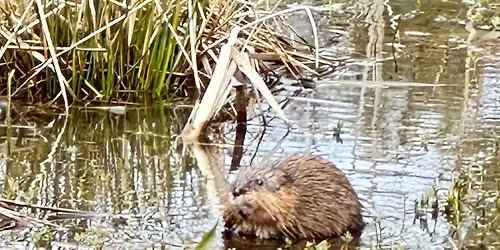 Introduction to Beaver Trapping; A Multi-Season Approach - Brewer