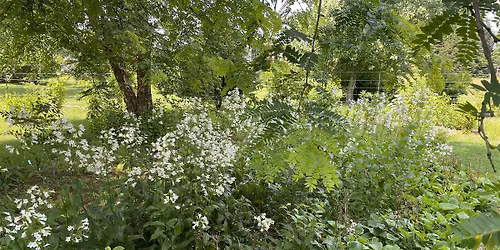 Garden Enthusiasts Meetup: From Lawn to Habitat