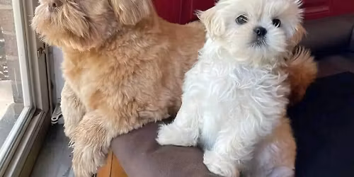 Free Shih Tzu puppies