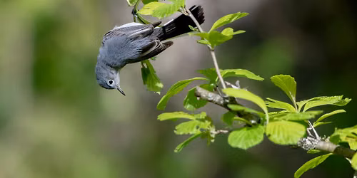 Birding Brandywine Park