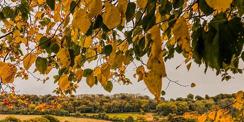 Dinner with Hambledon Vineyard