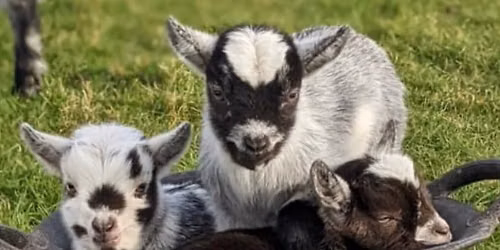 Small Breeds - Big Encounters