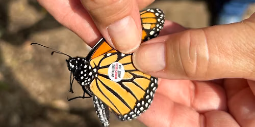Monarch Migration Walk & Talk