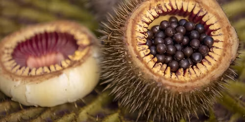 The Stories Behind our Plants (Science Series)