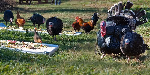 Poplar Spring's Thanksgiving WITH the Turkeys