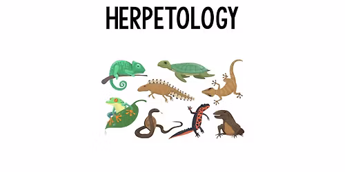 Reptile Roundup