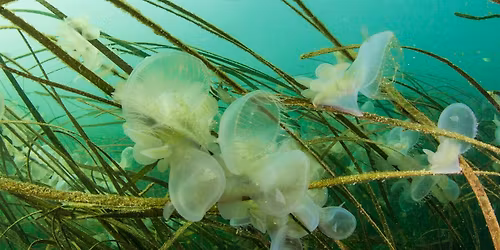 EWC Environmental Speaker Series "Our Underwater Rainforests"