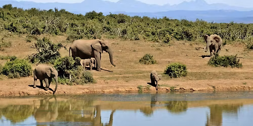 10 Day African Safari