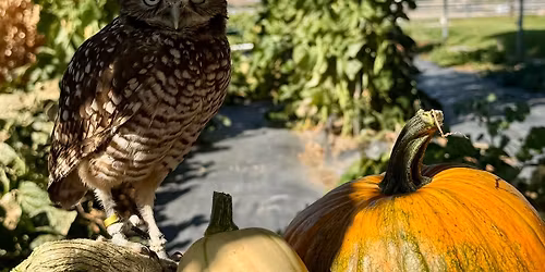 Wings Over Wine at Blakeslee Vineyard