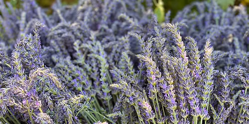 Lavender Celebration