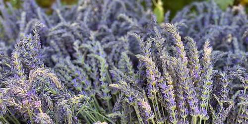 Lavender Celebration