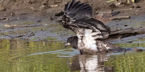 Monthly Bird Outing at Mason Neck State Park