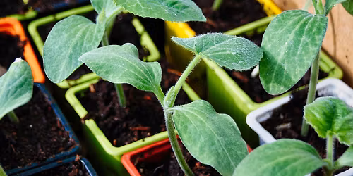 Master Gardener Presentation: Growing Vegetables in Containers with Master Gardener Steve Kelly