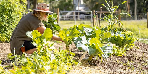 The South Florida Kitchen Garden: What To Plant Now