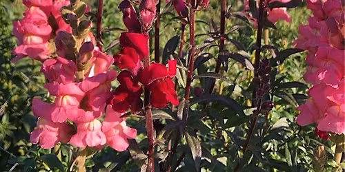 Cool Season Flowers