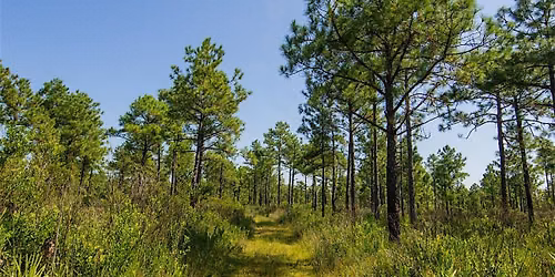Name that Florida Flora at Pine Lily Preserve