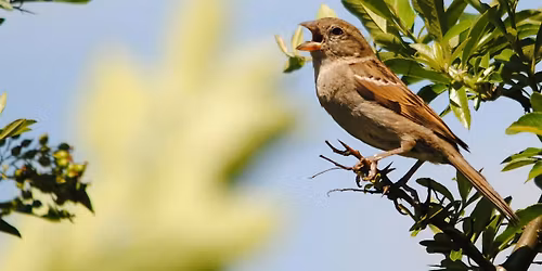 Brilliant Birds Family Workshop at the Centre for Wildlife Gardening