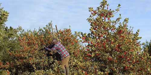 How Hill Holly Orchard Tour and Traditional Wreath Making 
