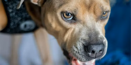 Understanding Possessive Behaviour  in Dogs Talk