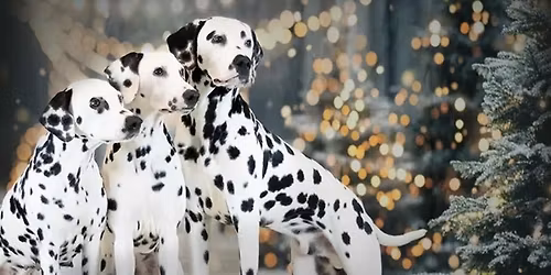 2. INDOOR Gemeinschafts-Adventsausstellung 14.Dezember 2025 in 44653 Herne