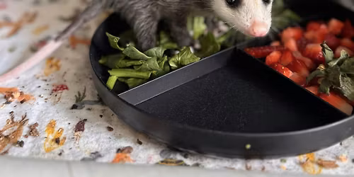 Renesting and Reuniting Baby Wildlife