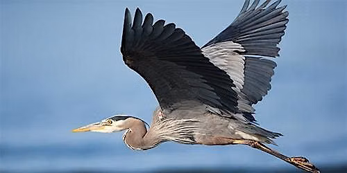 Amateur Bird watching walk