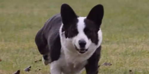 GREATER AUSTIN DOBERMAN CLUB AKC 2-DAY ALL BREED FASTCAT - NOVEMBER 1St - 2ND 2025