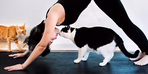 Cats & Mats Kitty Yoga \ud83d\ude3b 